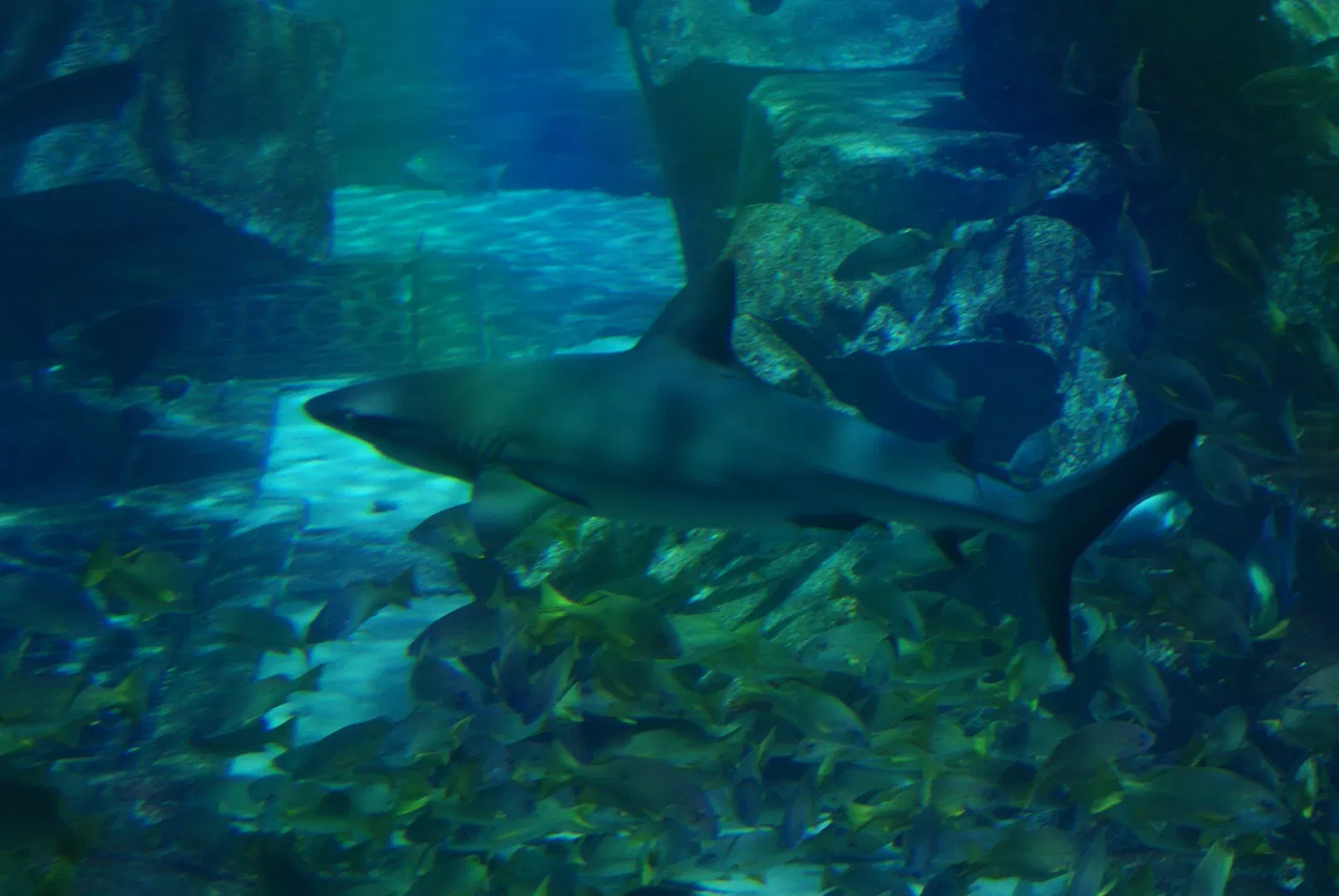 Dubai Aquarium & Underwater Zoo