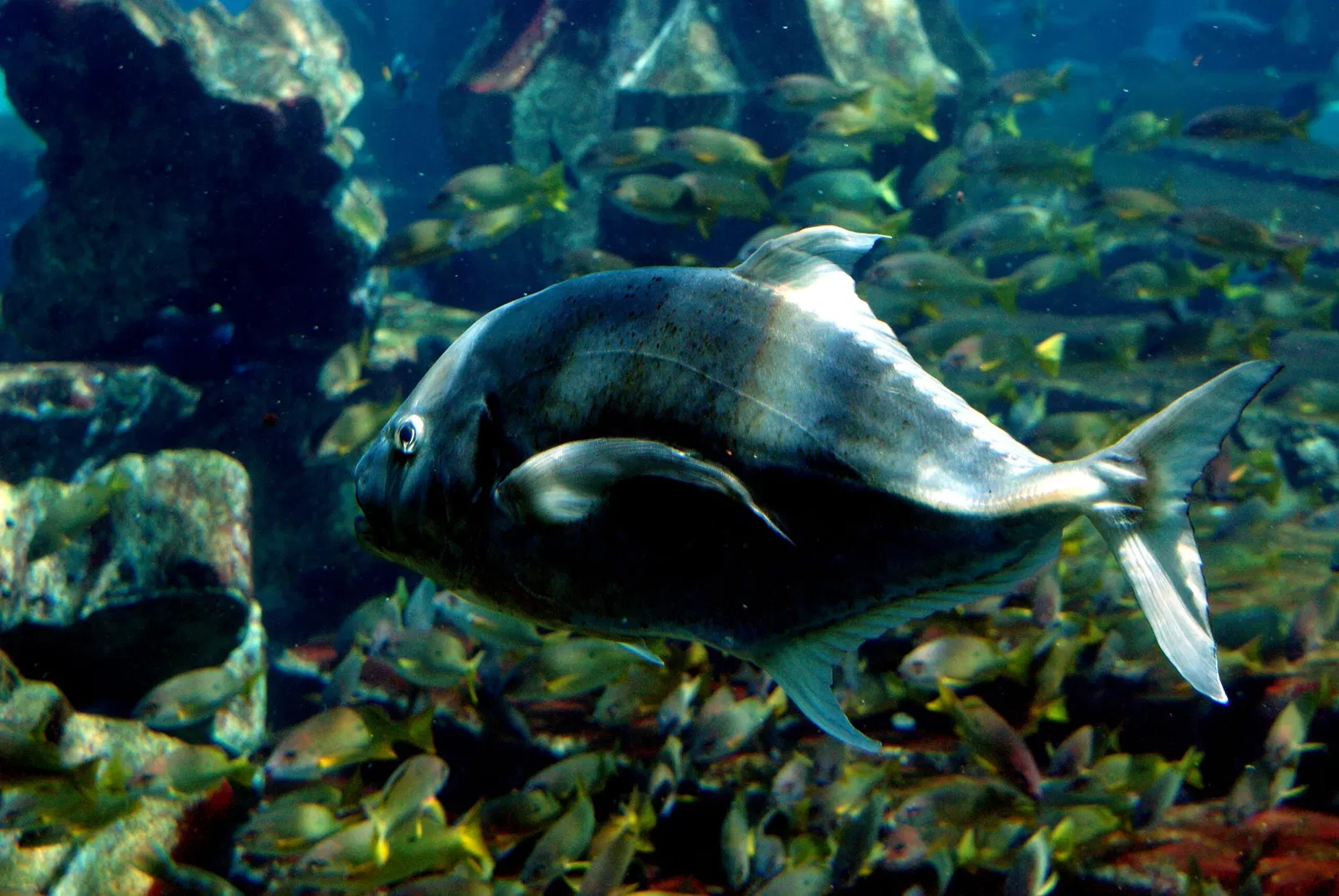 Dubai Aquarium & Underwater Zoo