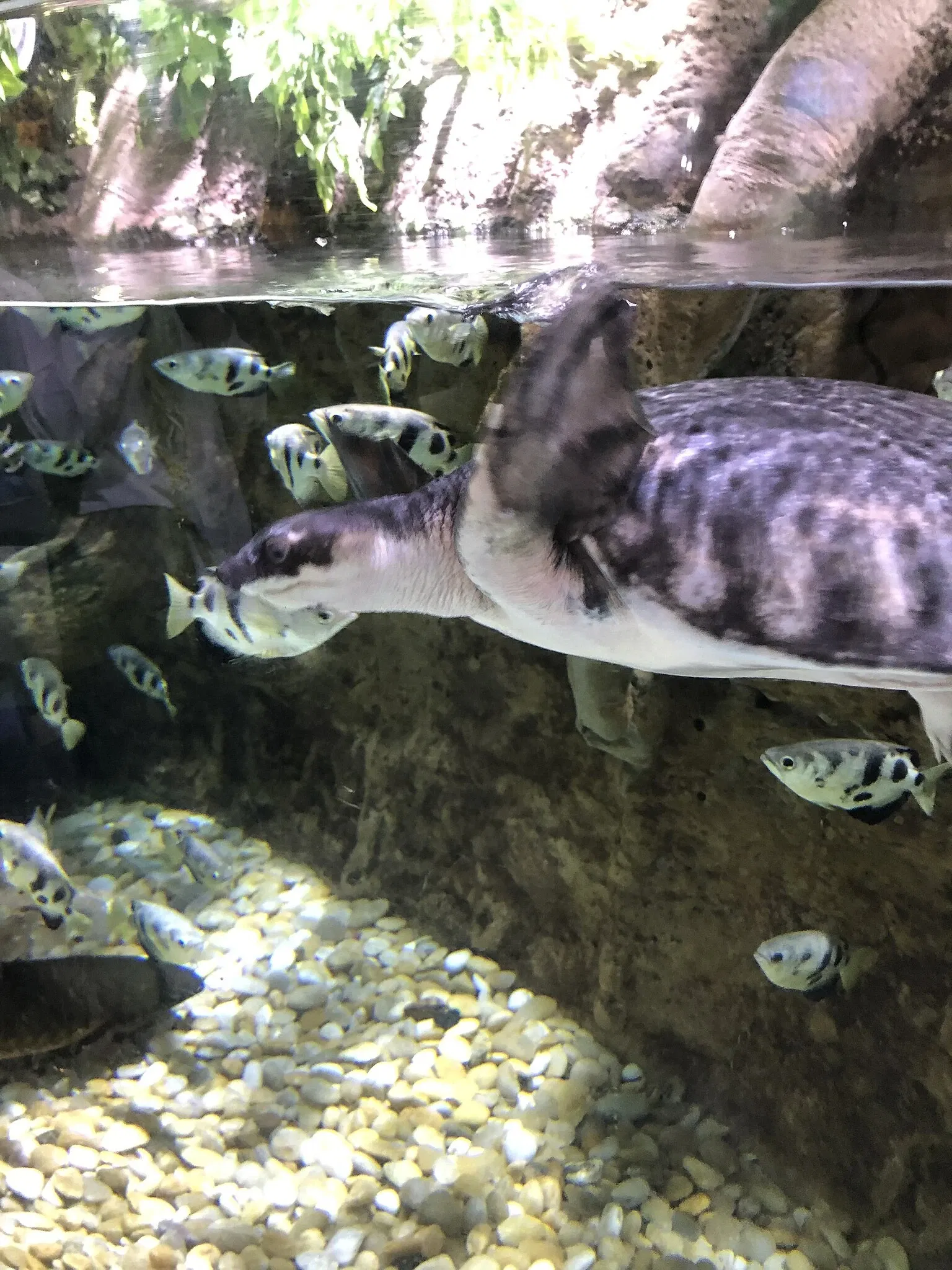 Dubai Aquarium & Underwater Zoo