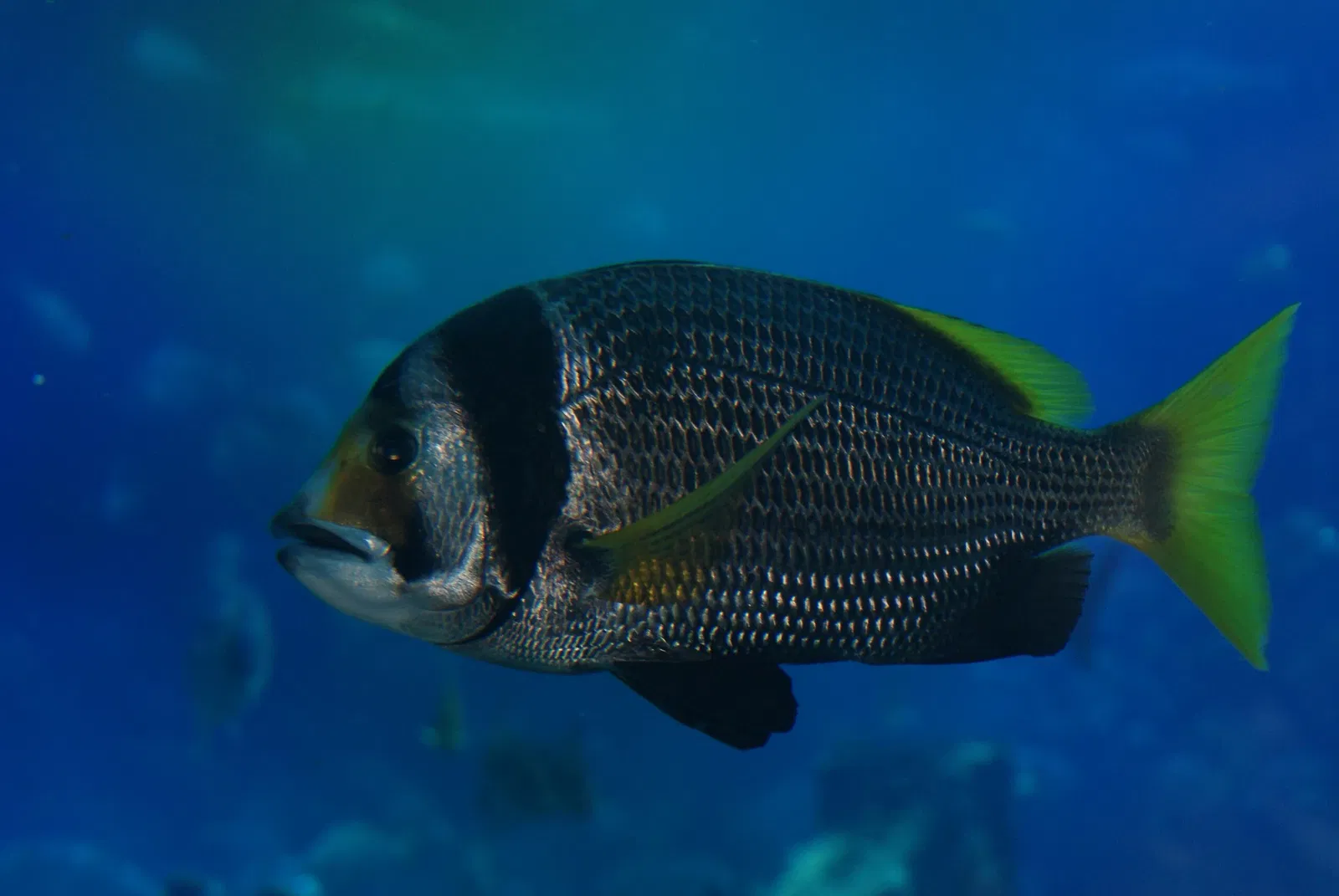 Dubai Aquarium & Underwater Zoo