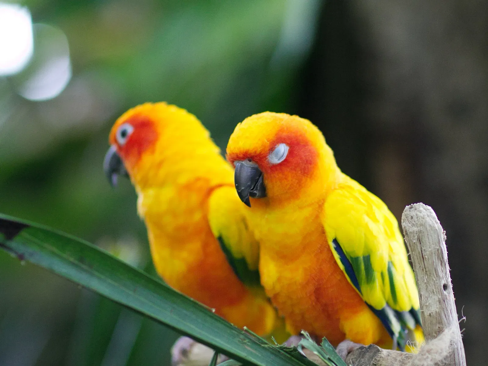 The Green Planet Dubai