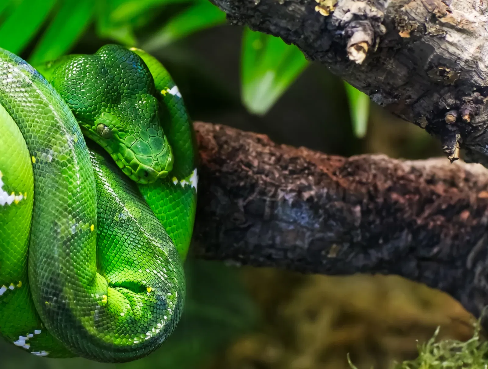 The Green Planet Dubai