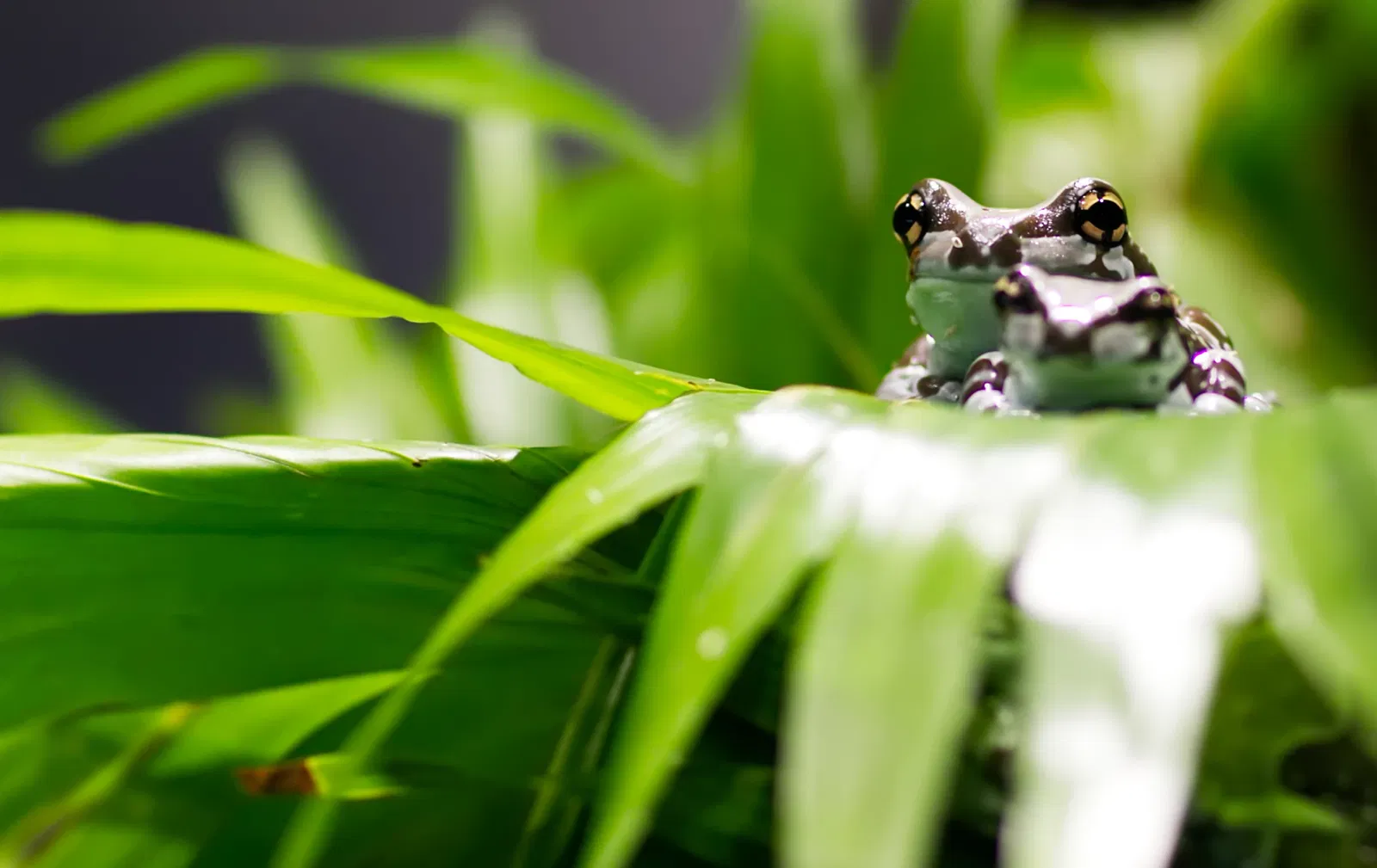 The Green Planet Dubai