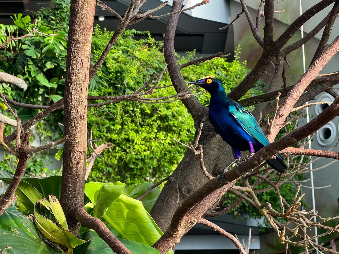 The Green Planet Dubai