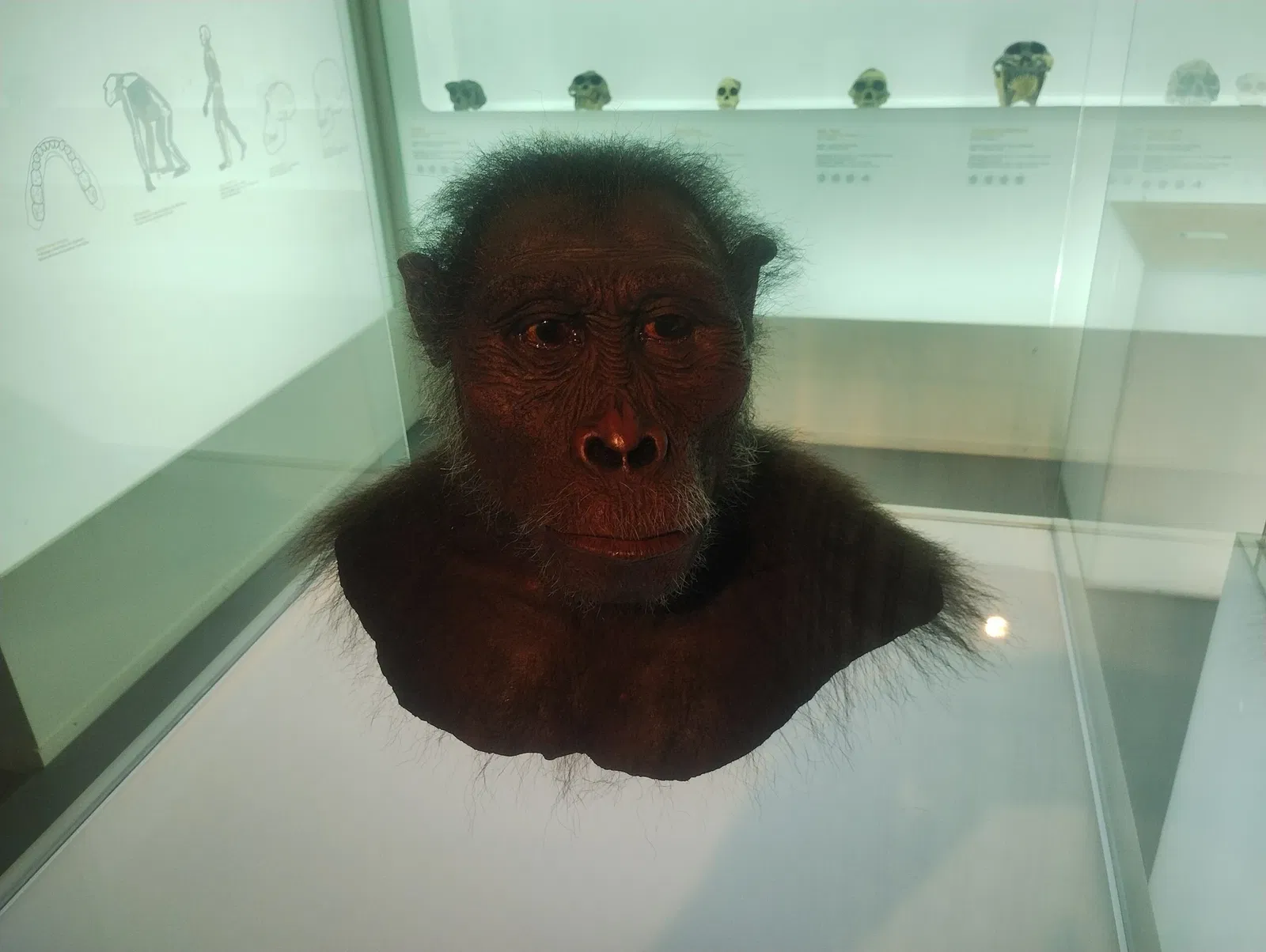 Naturhistorisches Museum Basel