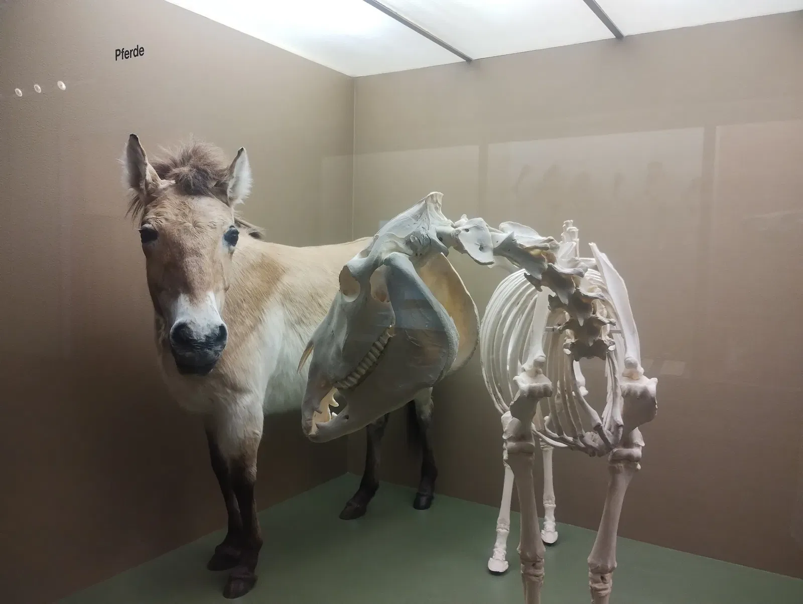 Naturhistorisches Museum Basel