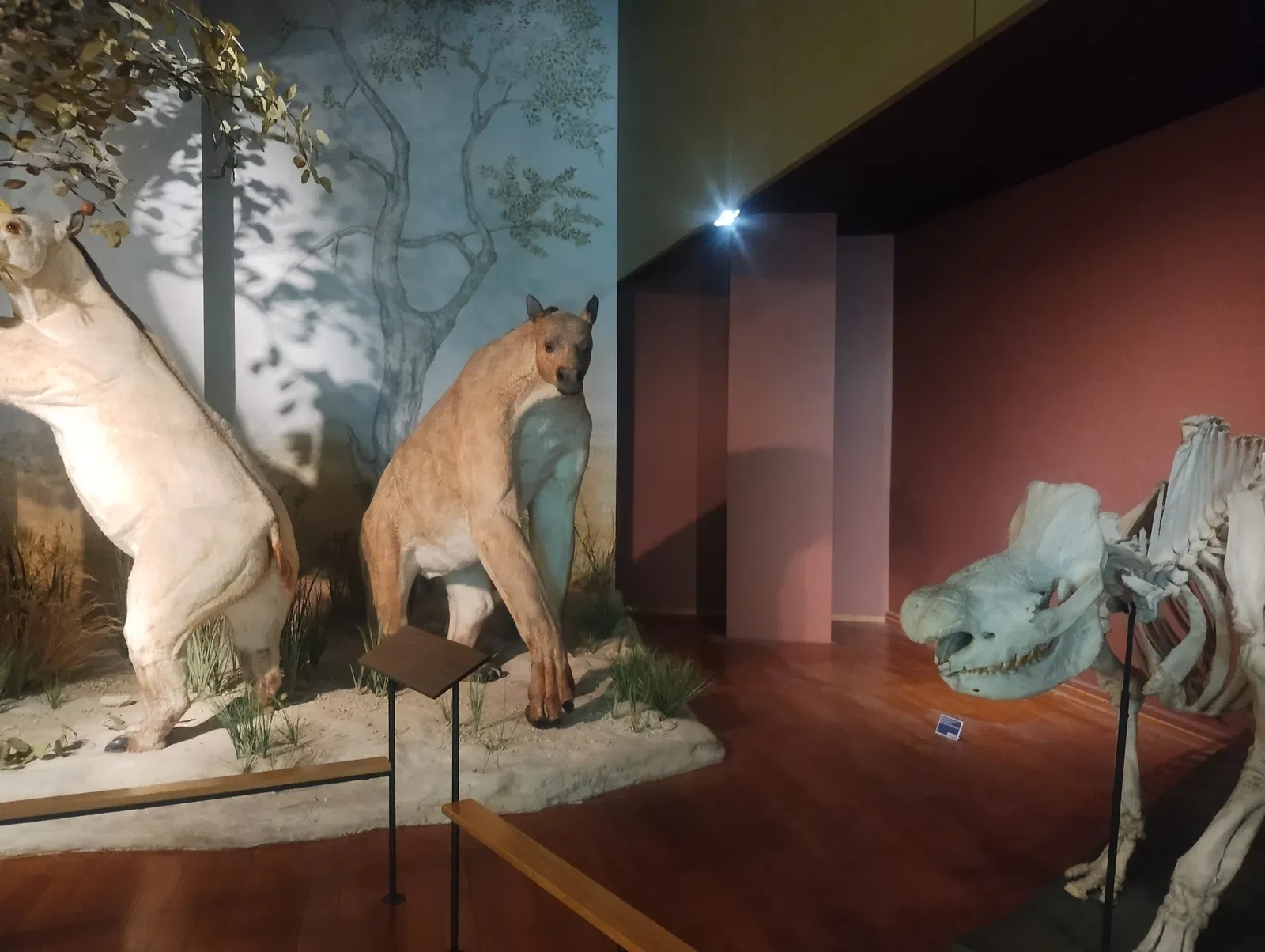 Natural History Museum of Basel