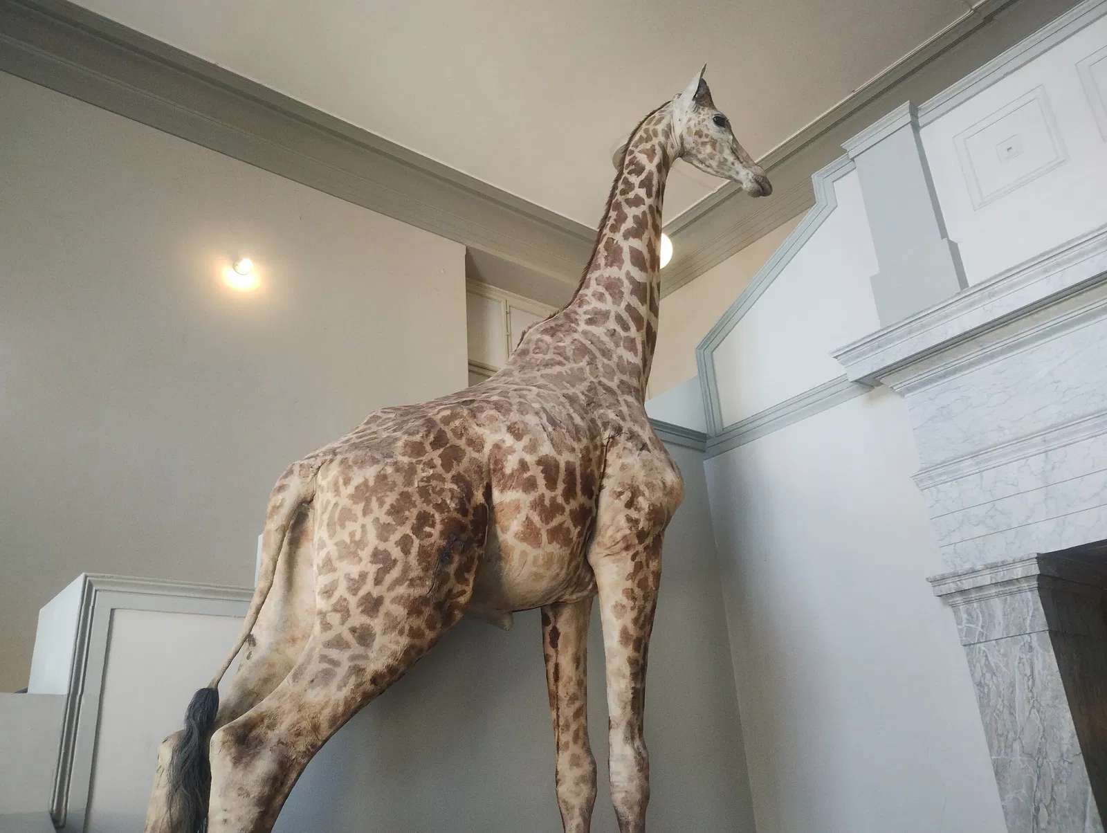 Musée d'histoire naturelle de Bâle