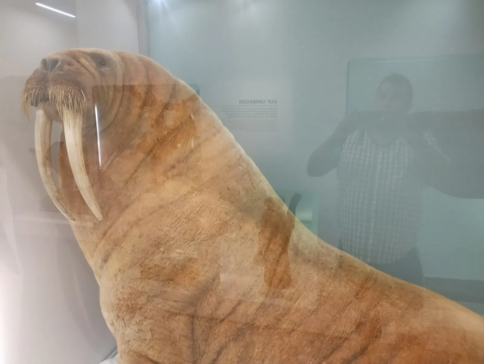 Museo di scienze naturali (Basilea)