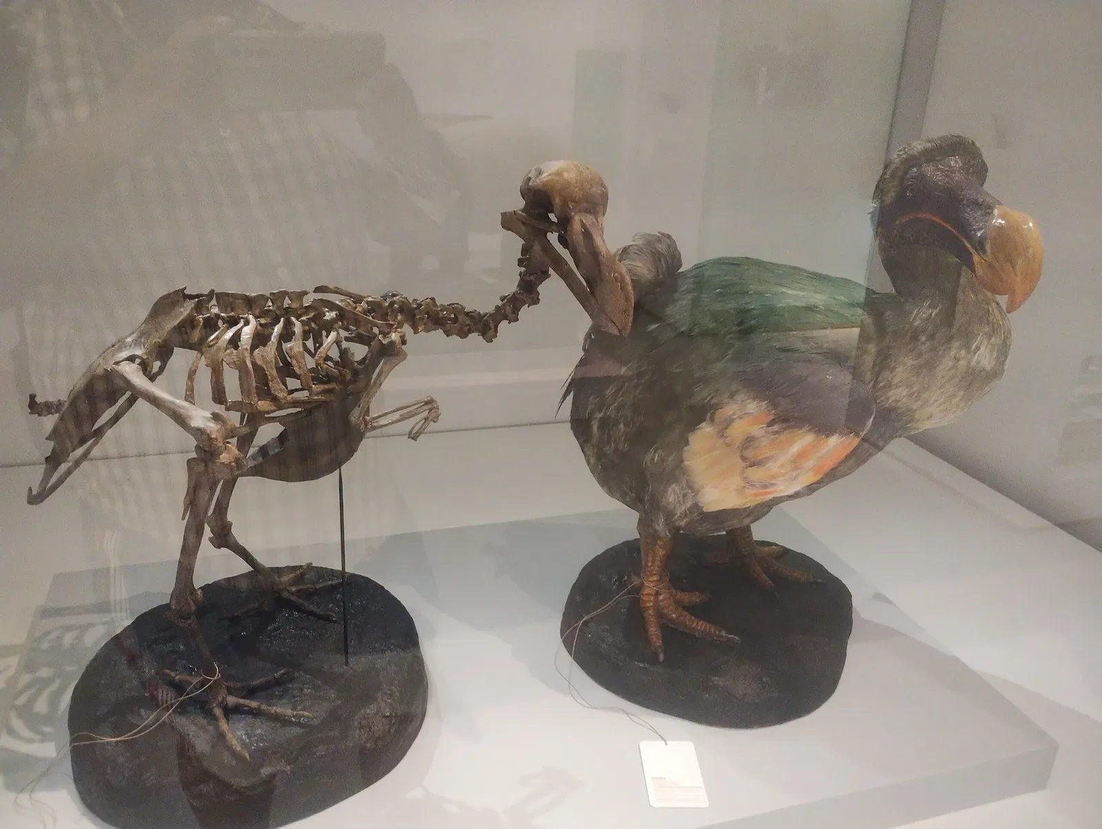 Musée d'histoire naturelle de Bâle