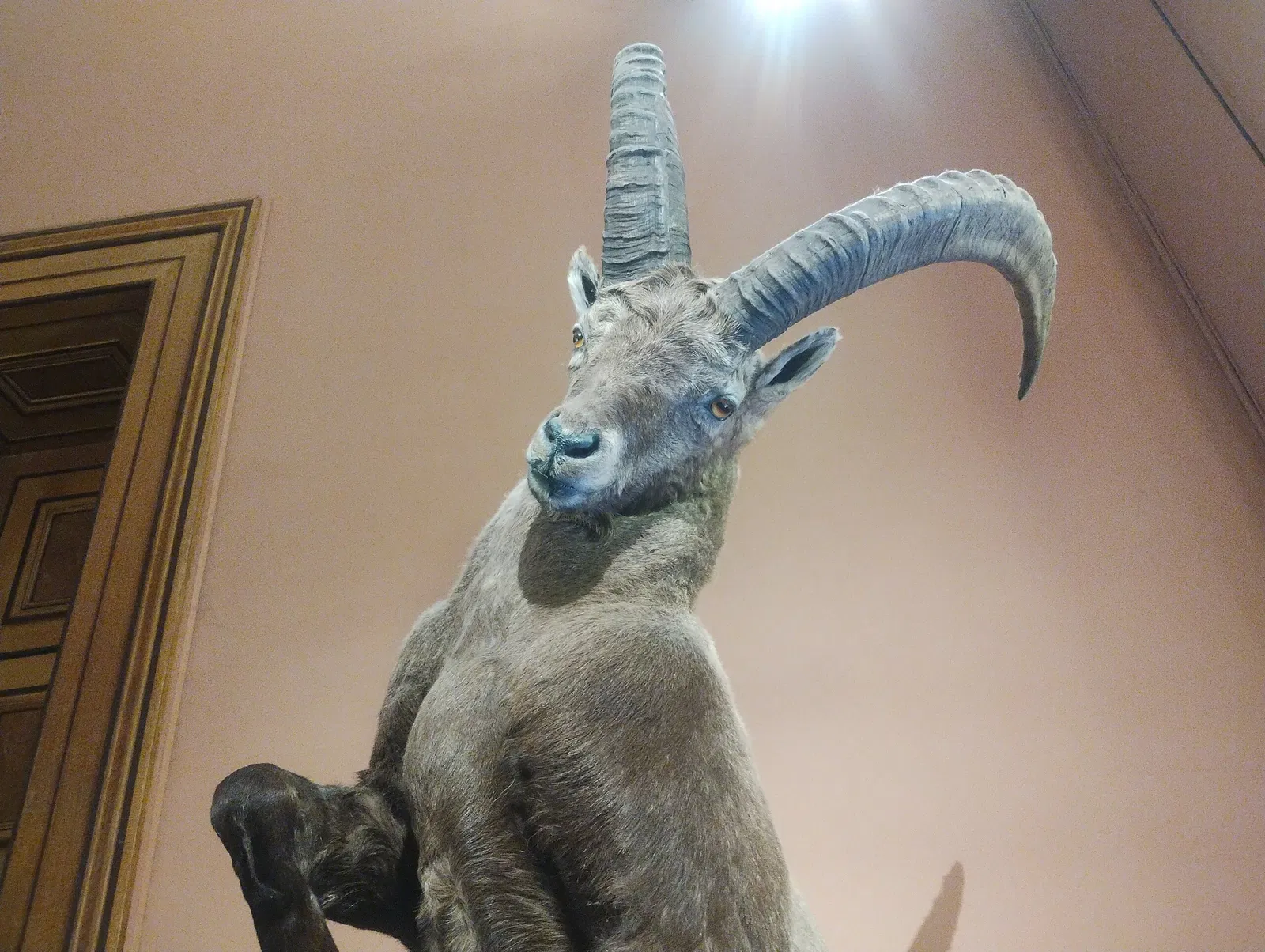 Naturhistorisches Museum Basel