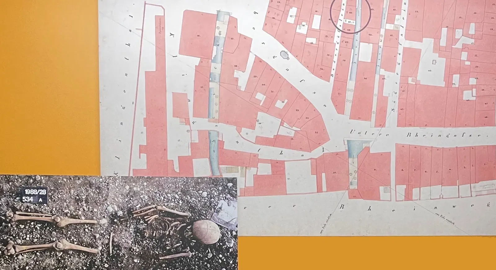 Museo de Historia Natural de Basilea