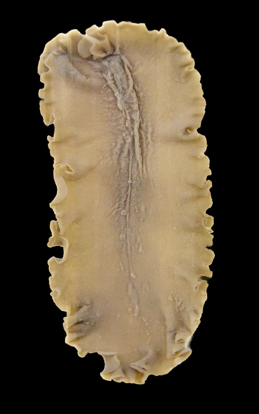 Museo di scienze naturali (Basilea)