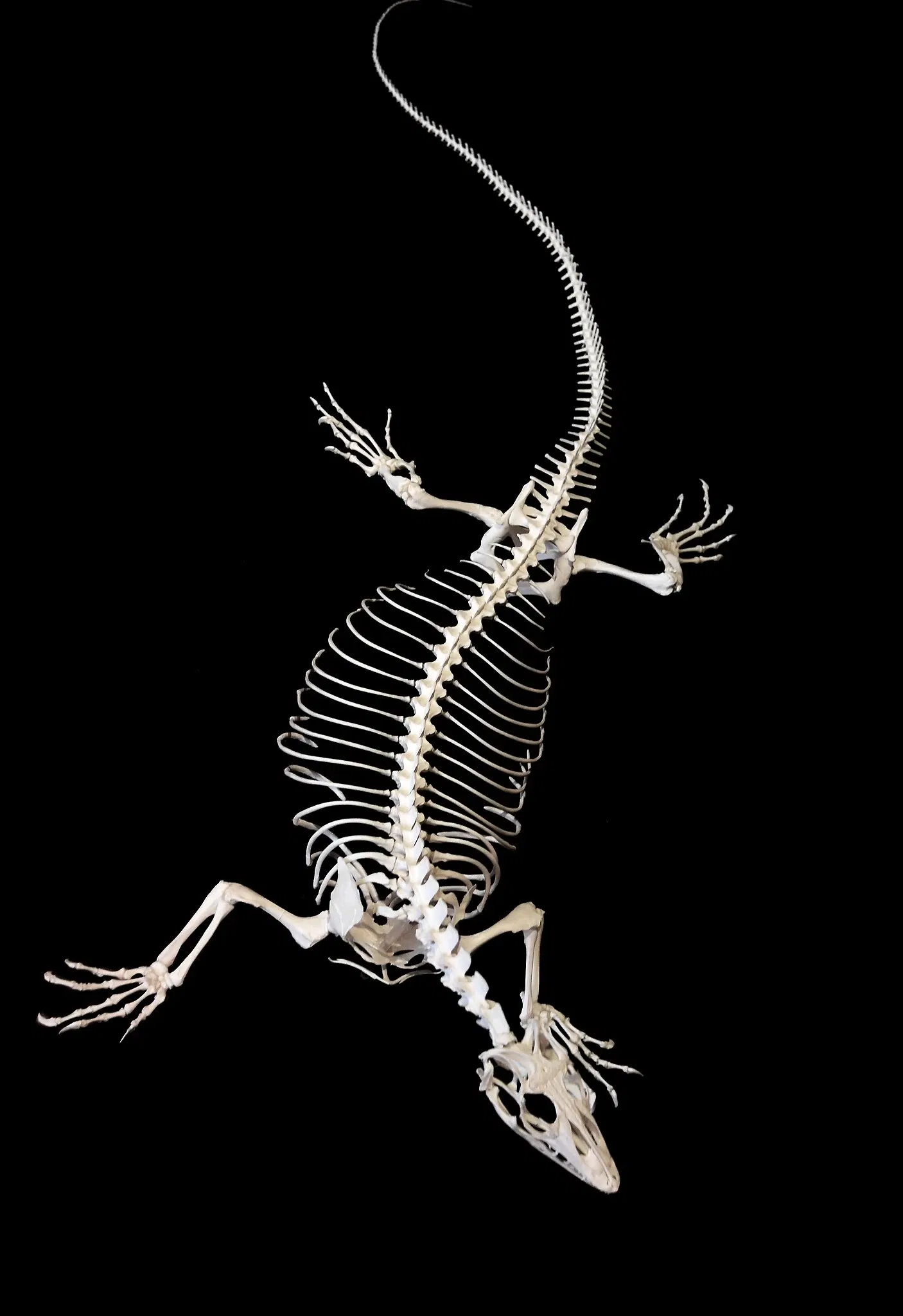 Natural History Museum of Basel