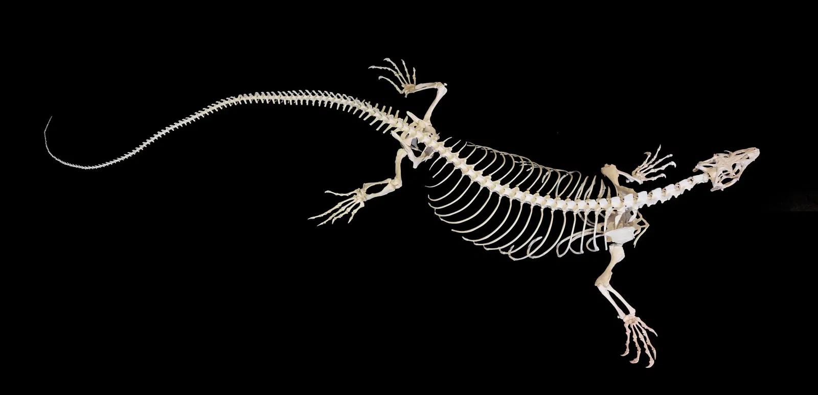 Musée d'histoire naturelle de Bâle