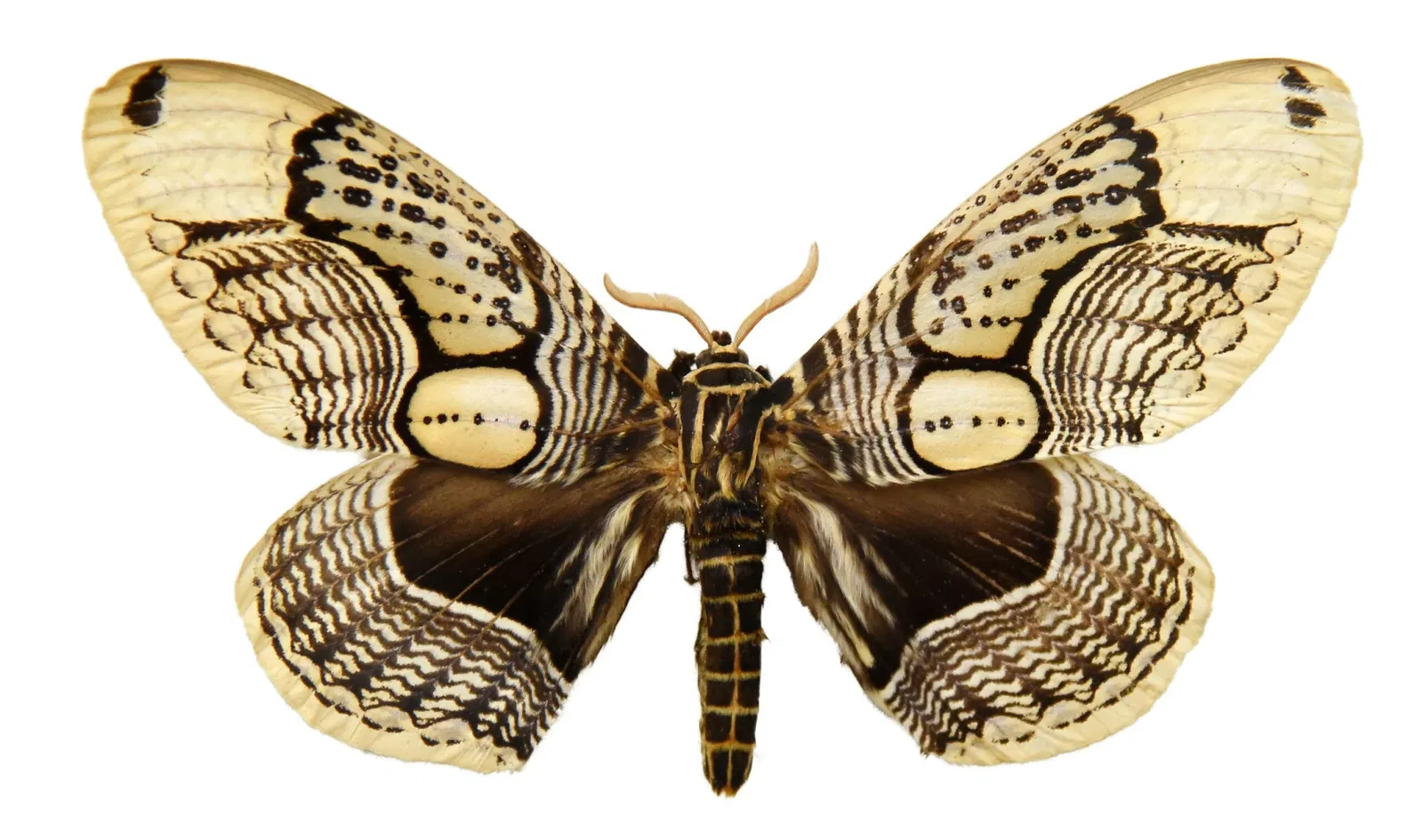 Naturhistorisches Museum Basel