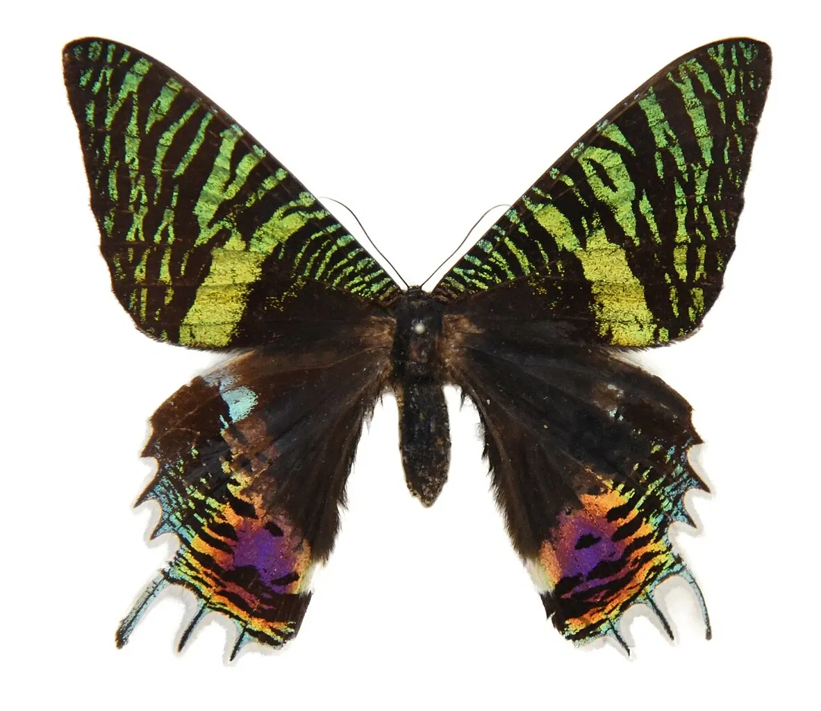 Naturhistorisches Museum Basel