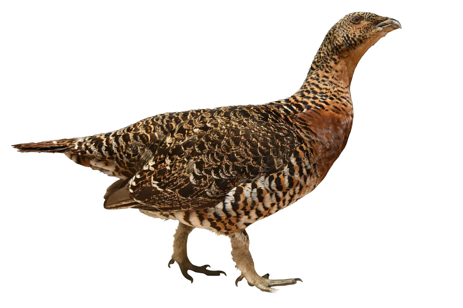 Museo de Historia Natural de Basilea