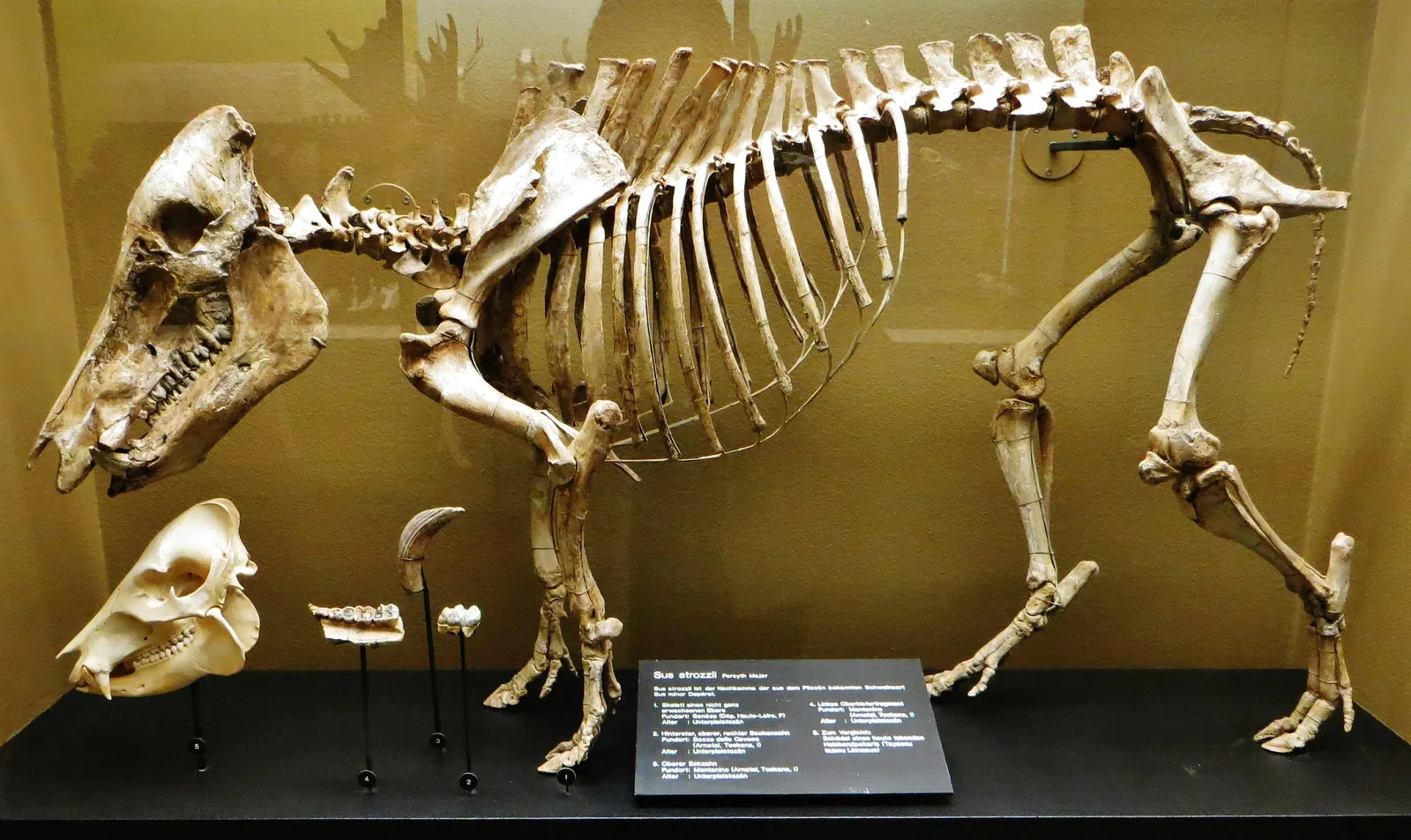 Museo di scienze naturali (Basilea)