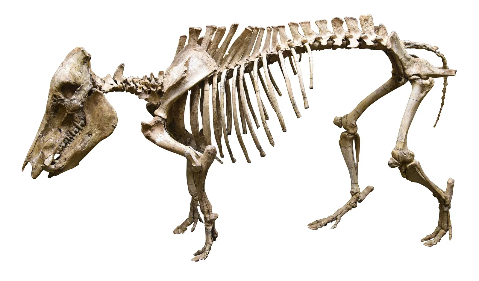 Museo di scienze naturali (Basilea)