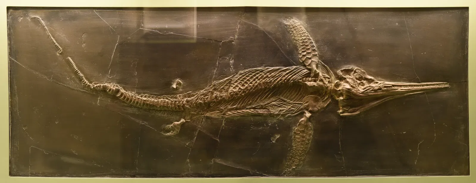 Naturhistorisches Museum Basel