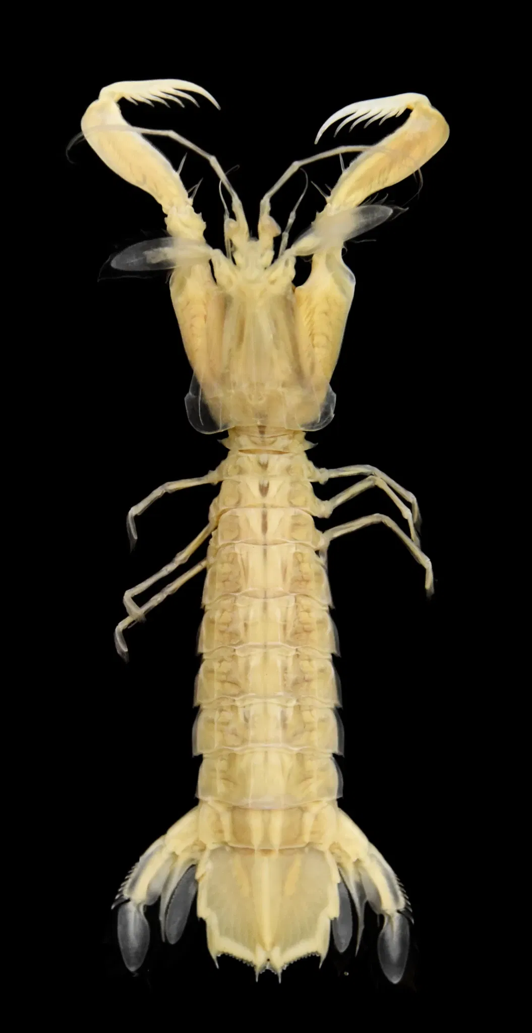 Museo de Historia Natural de Basilea