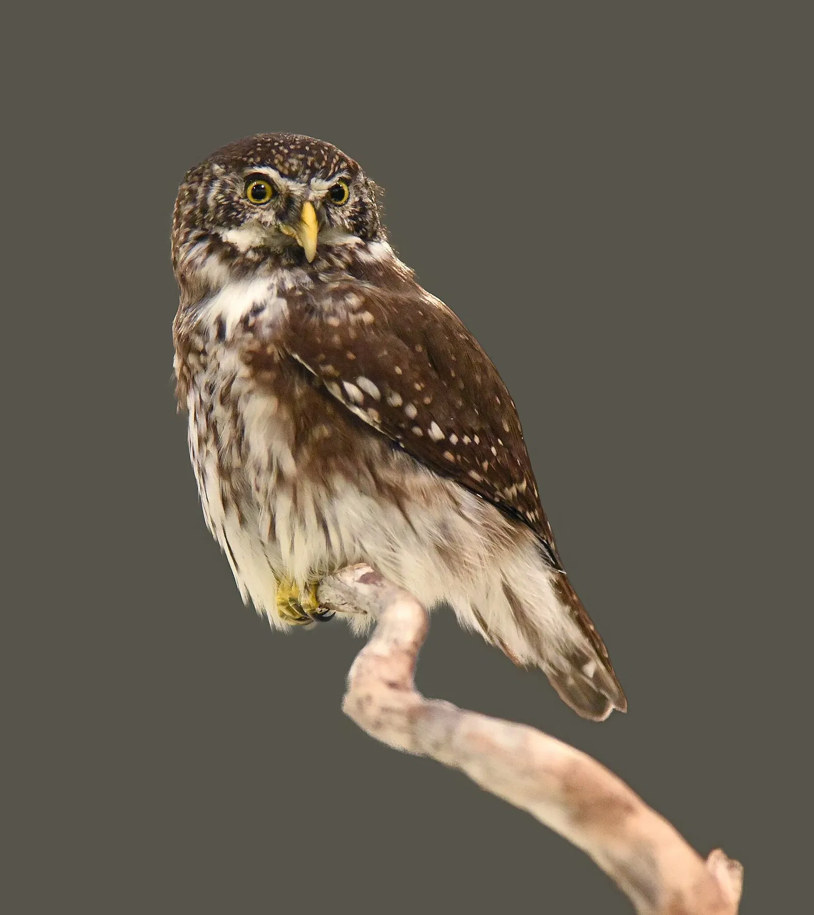 Naturhistorisches Museum Basel