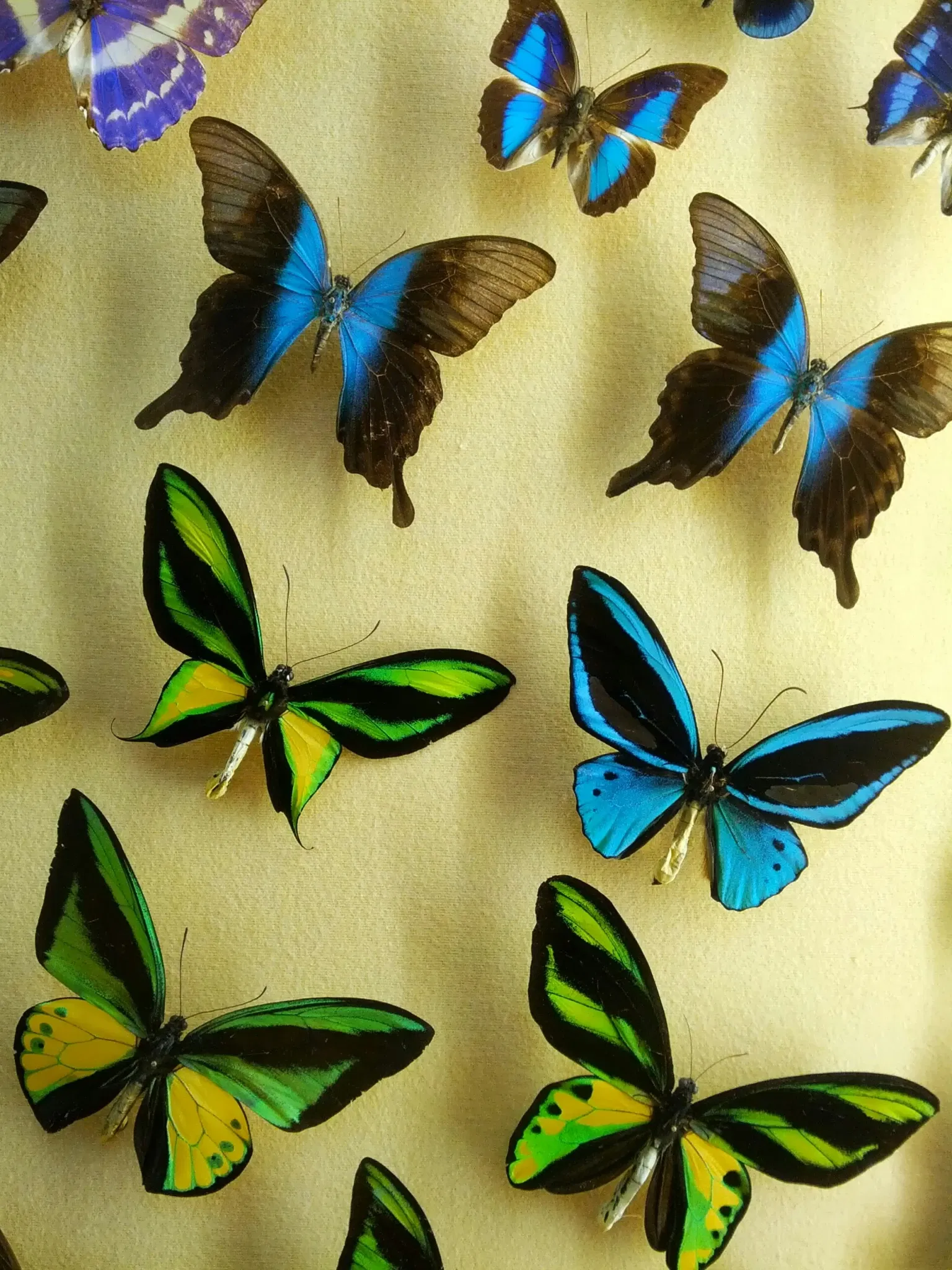 Natural History Museum of Basel