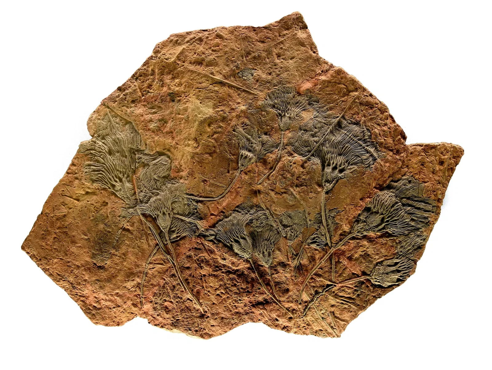 Museo di scienze naturali (Basilea)