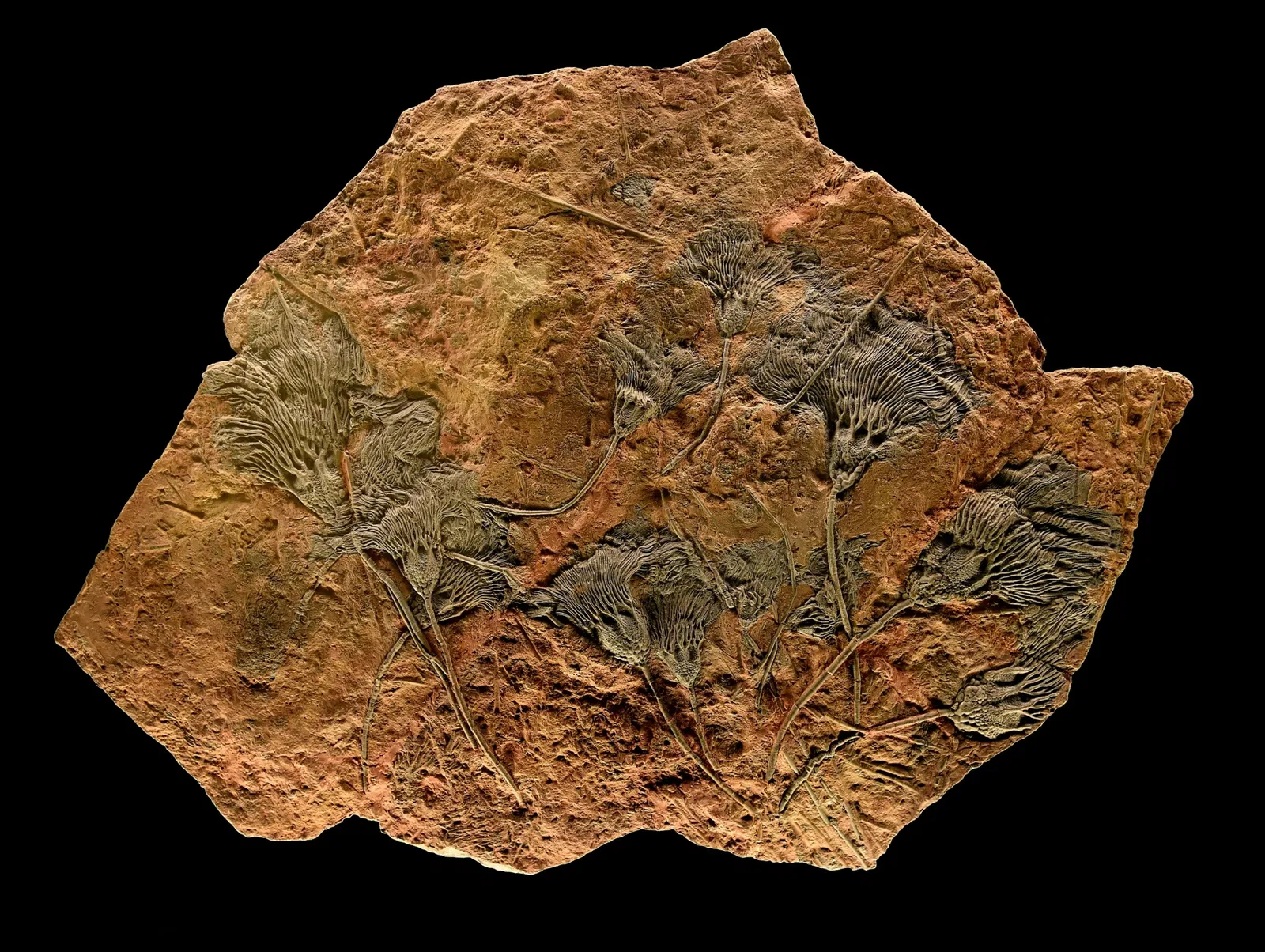 Museo de Historia Natural de Basilea