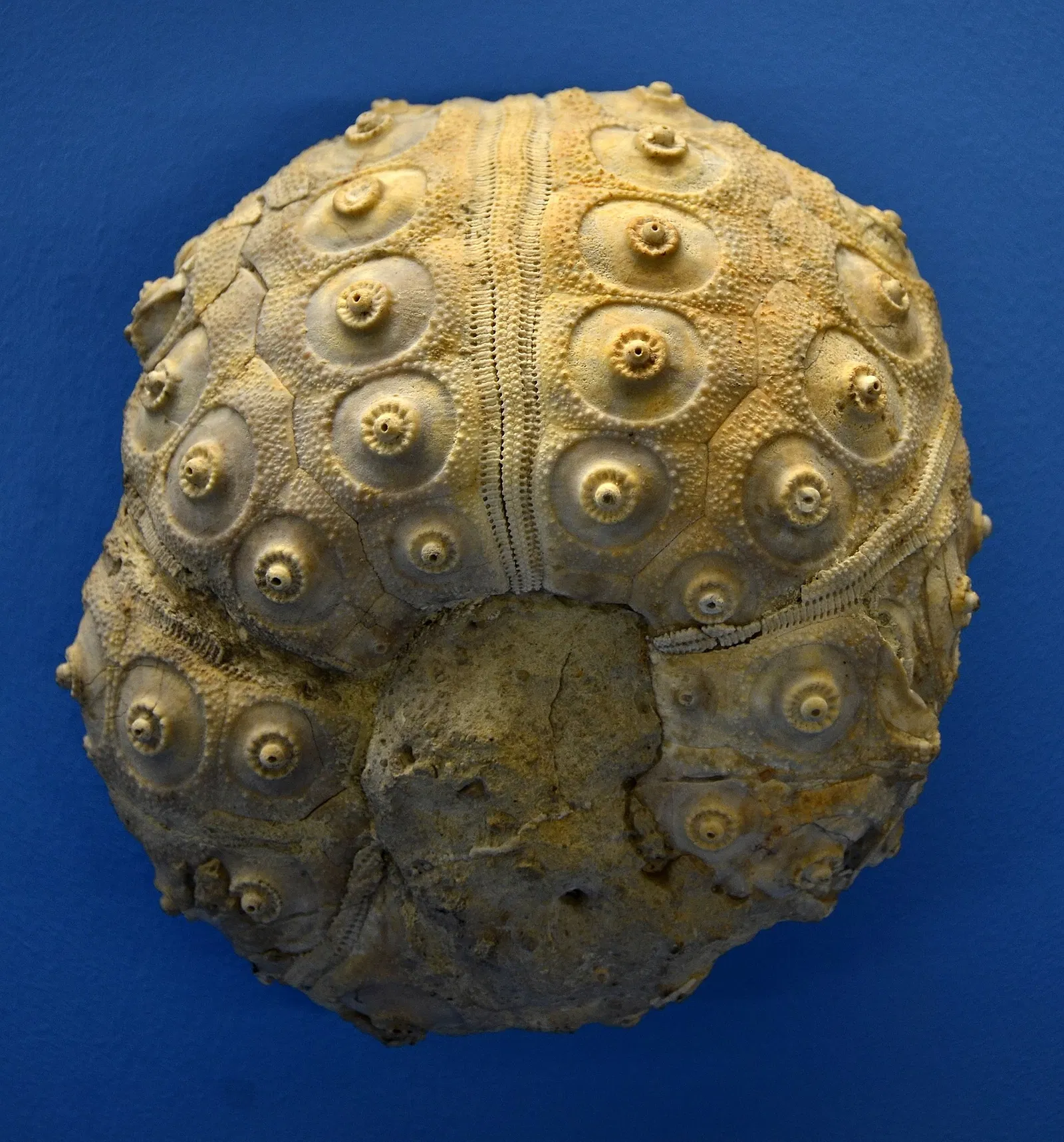 Musée d'histoire naturelle de Bâle