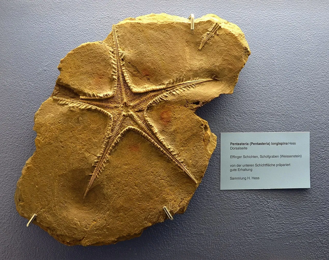 Museo de Historia Natural de Basilea