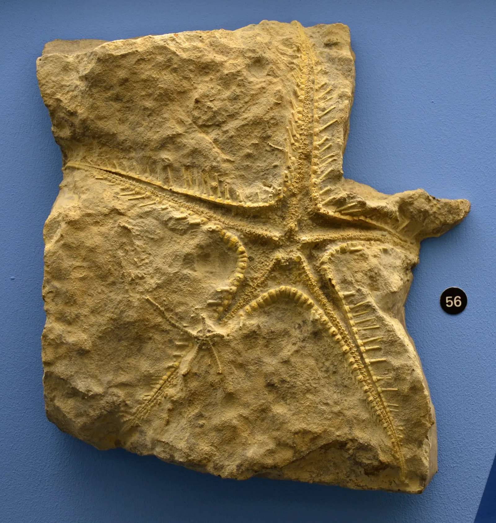 Naturhistorisches Museum Basel