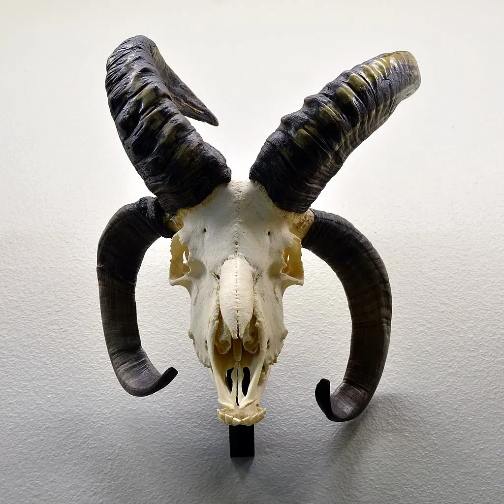 Naturhistorisches Museum Basel