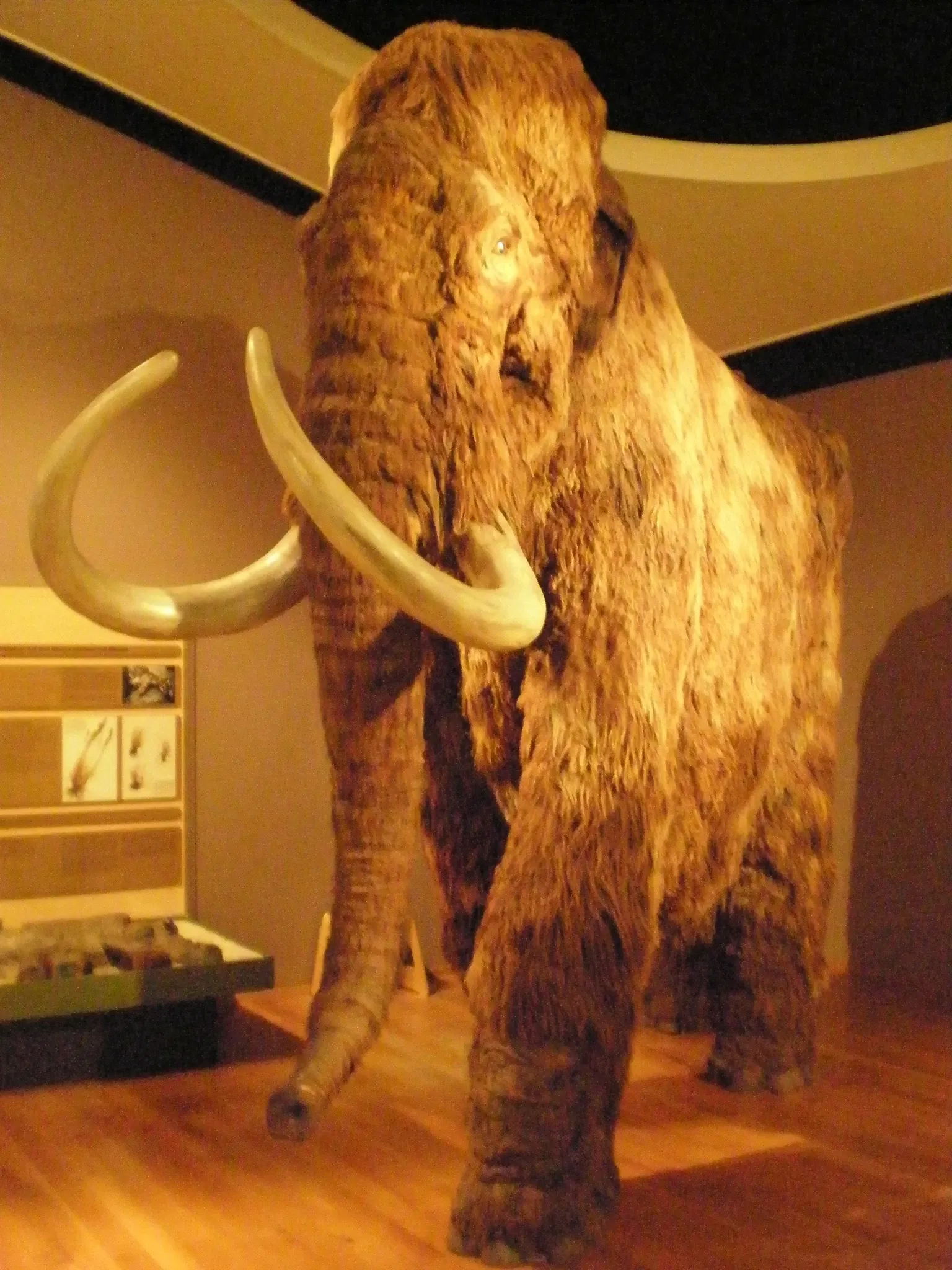 Museo de Historia Natural de Basilea