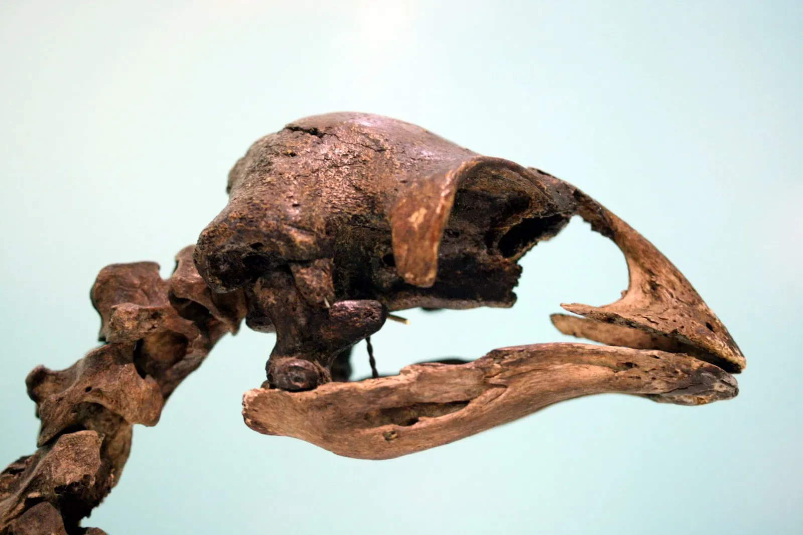 Museo di scienze naturali (Basilea)