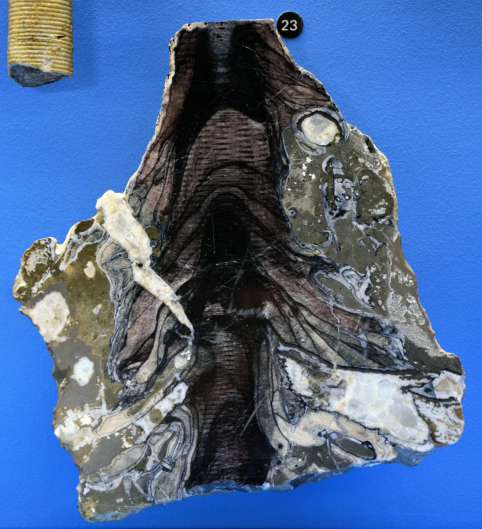 Naturhistorisches Museum Basel