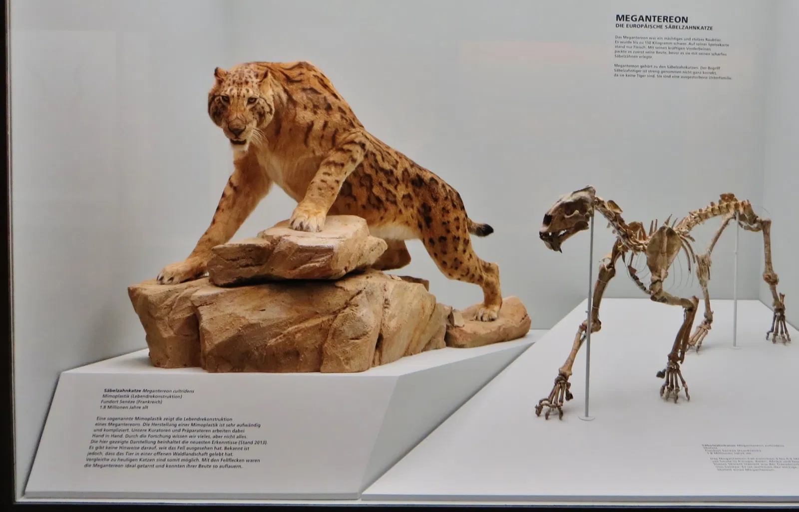 Naturhistorisches Museum Basel