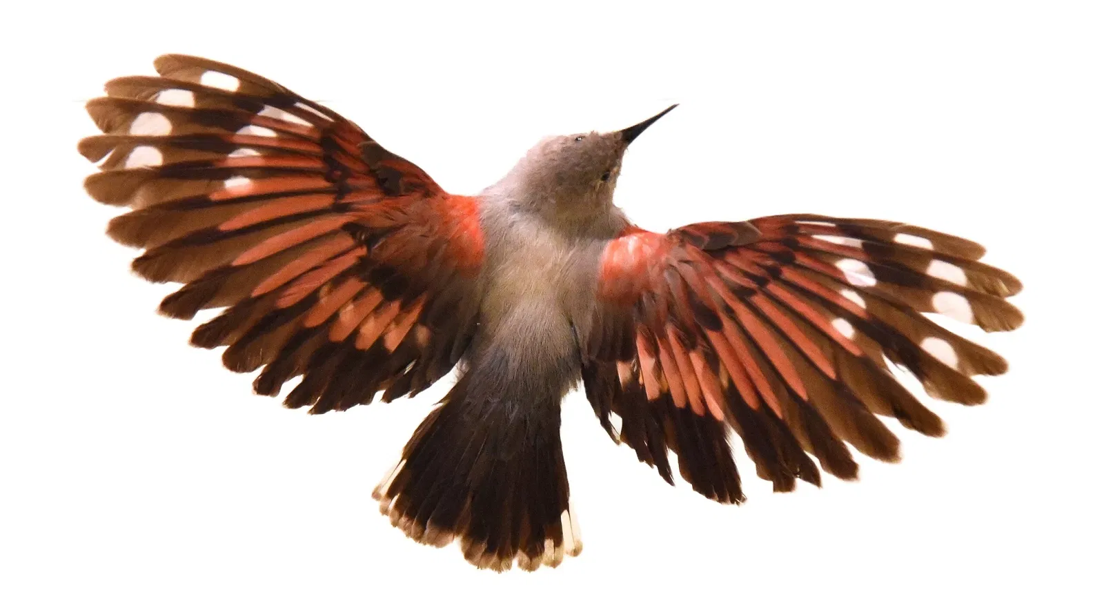 Museo de Historia Natural de Basilea