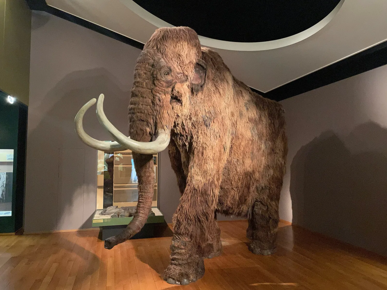 Musée d'histoire naturelle de Bâle