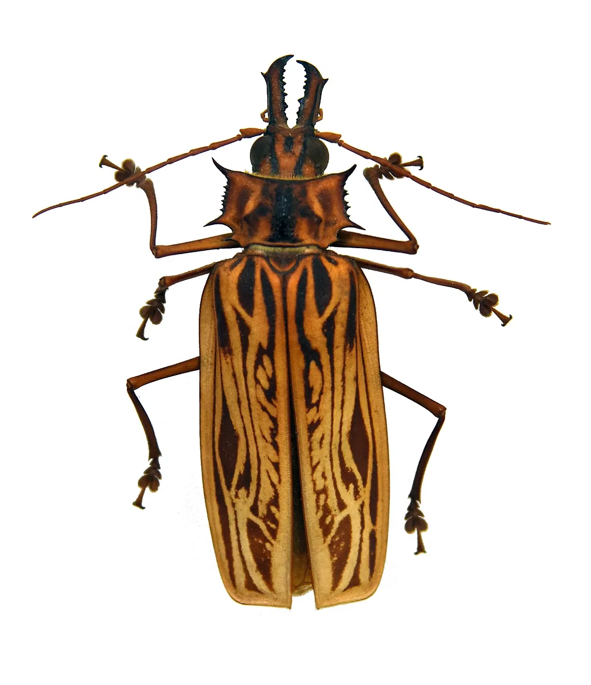 Museo di scienze naturali (Basilea)