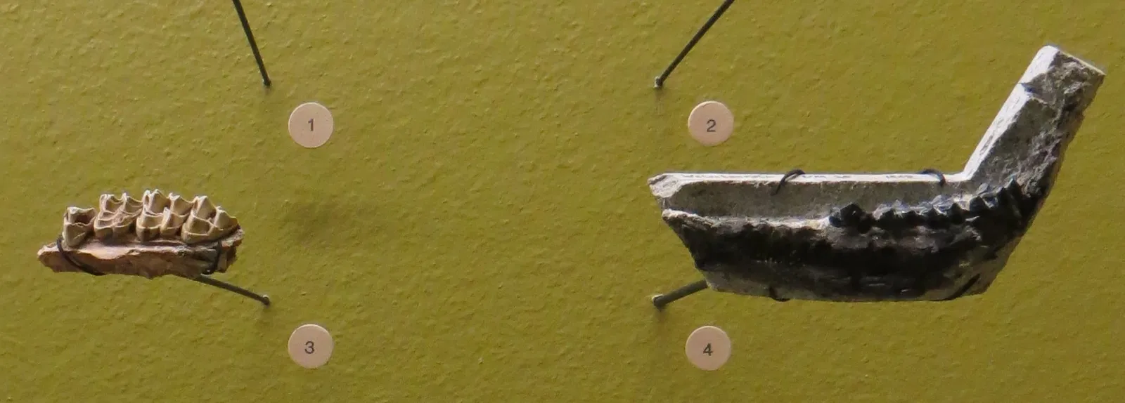 Natural History Museum of Basel