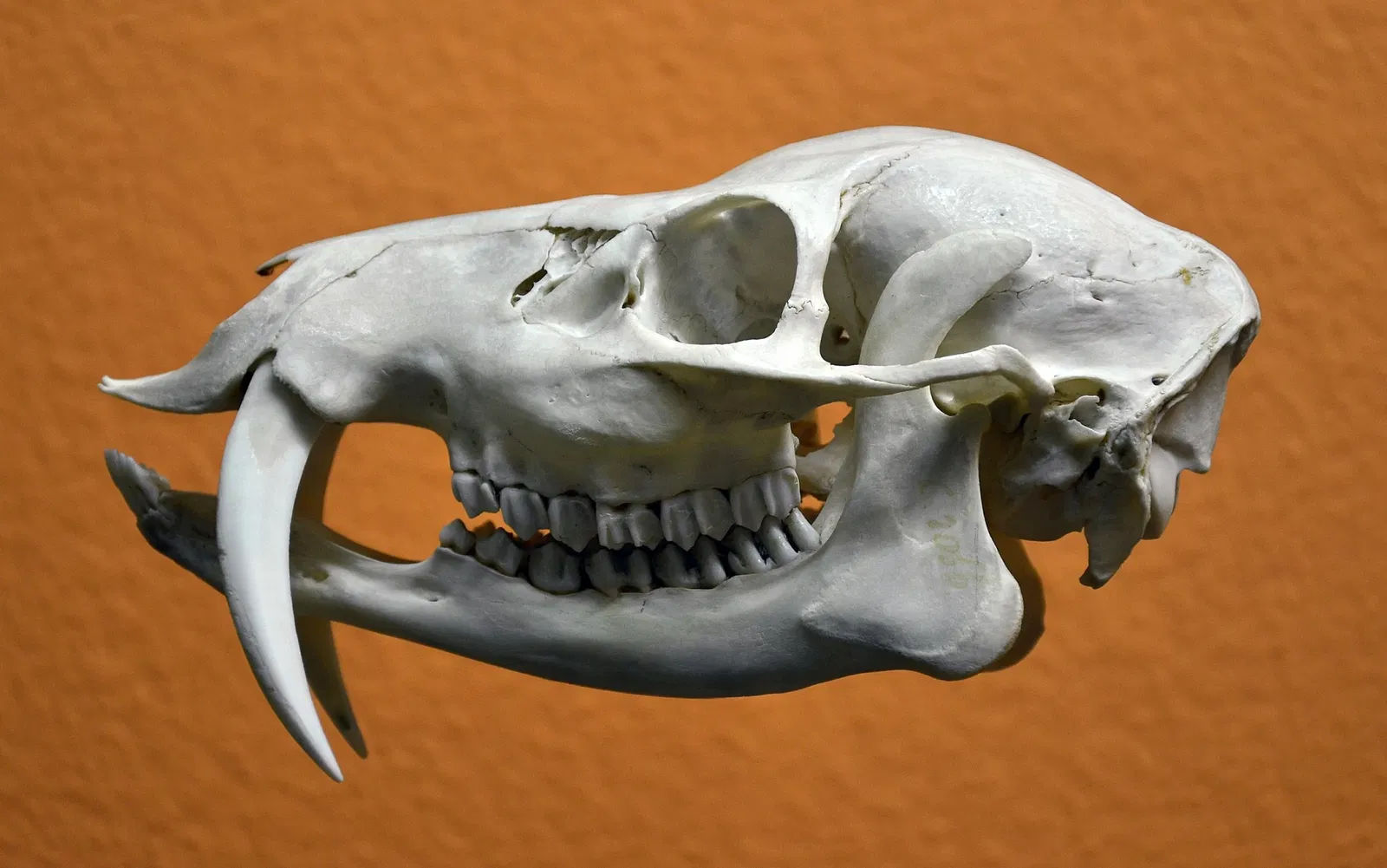 Museo de Historia Natural de Basilea