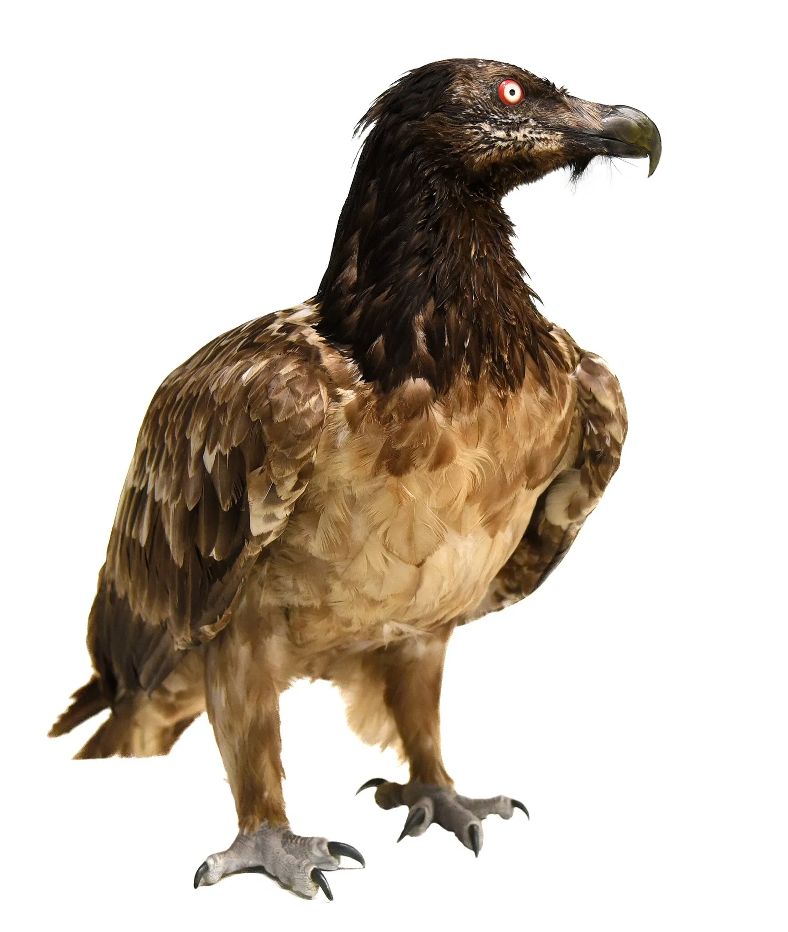 Museo de Historia Natural de Basilea