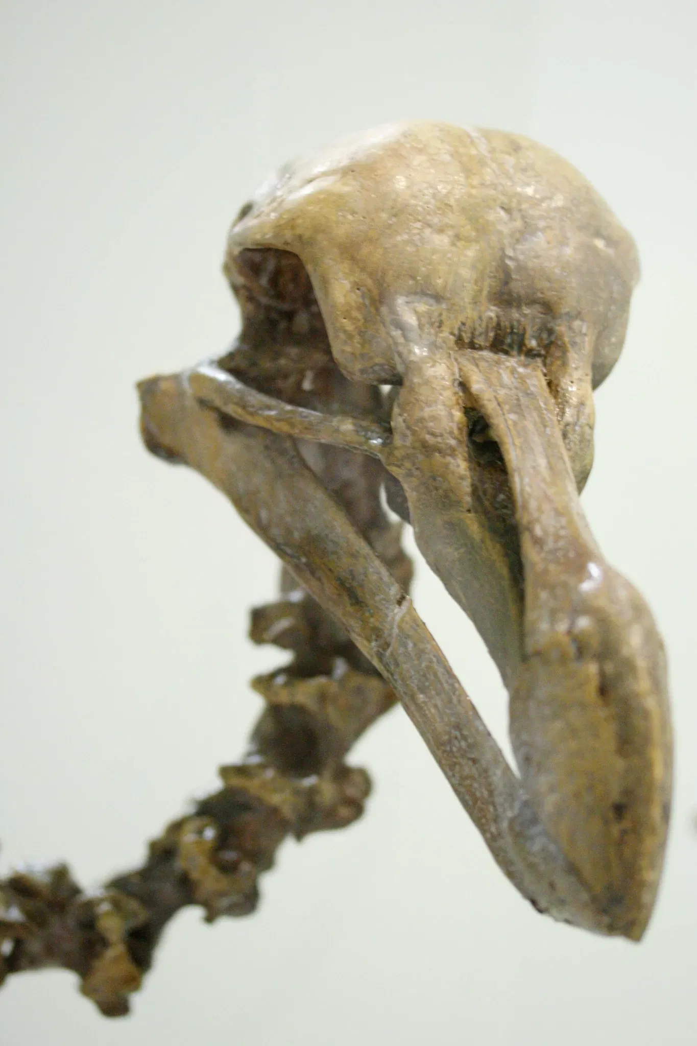 Museo de Historia Natural de Basilea