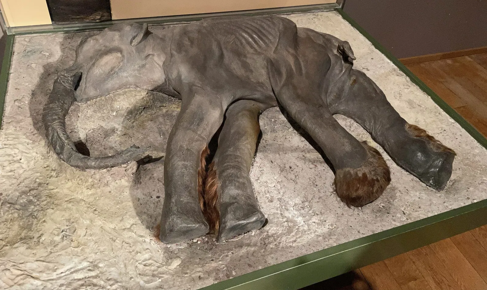 Museo di scienze naturali (Basilea)