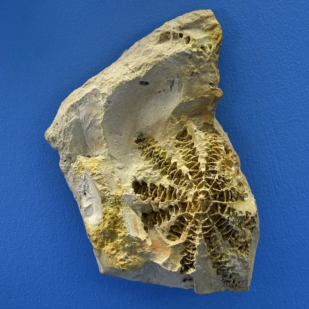 Natural History Museum of Basel