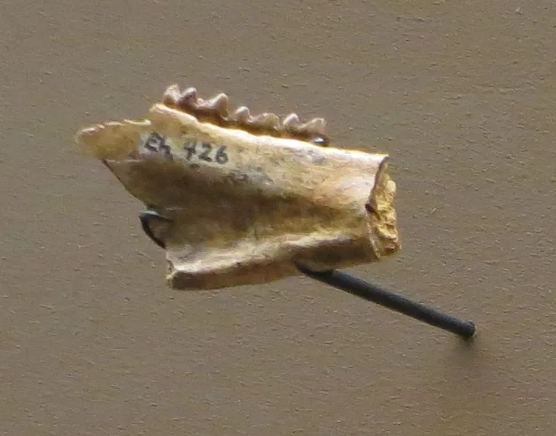 Naturhistorisches Museum Basel