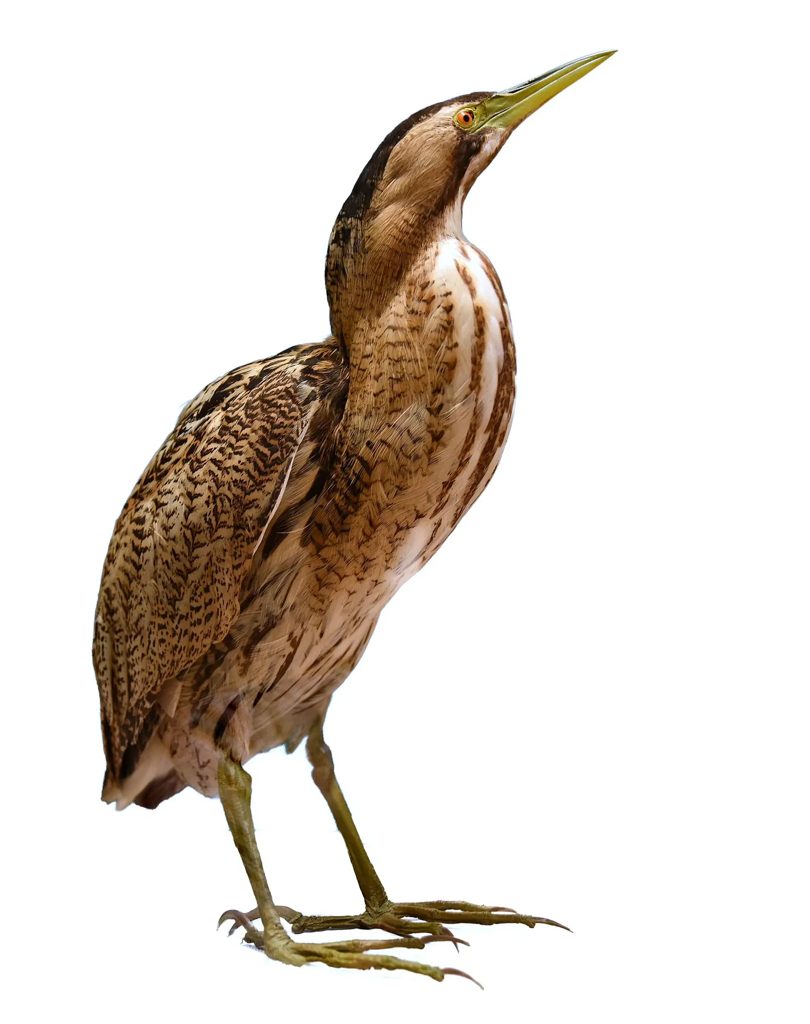 Naturhistorisches Museum Basel