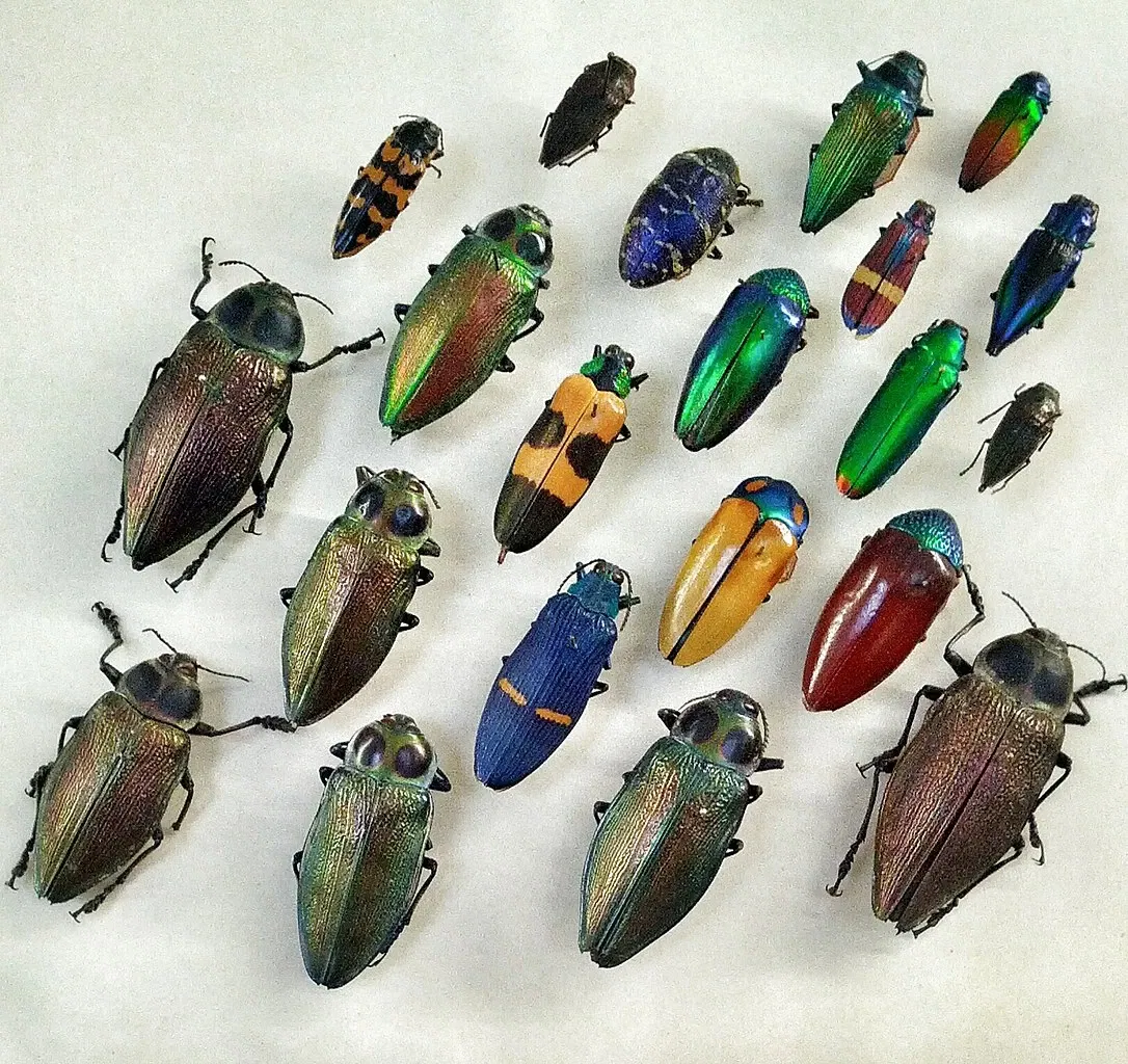 Museo di scienze naturali (Basilea)